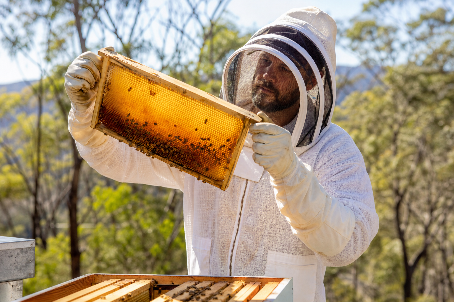 Queensland beekeeper inspecting honeycomb frame in native bush