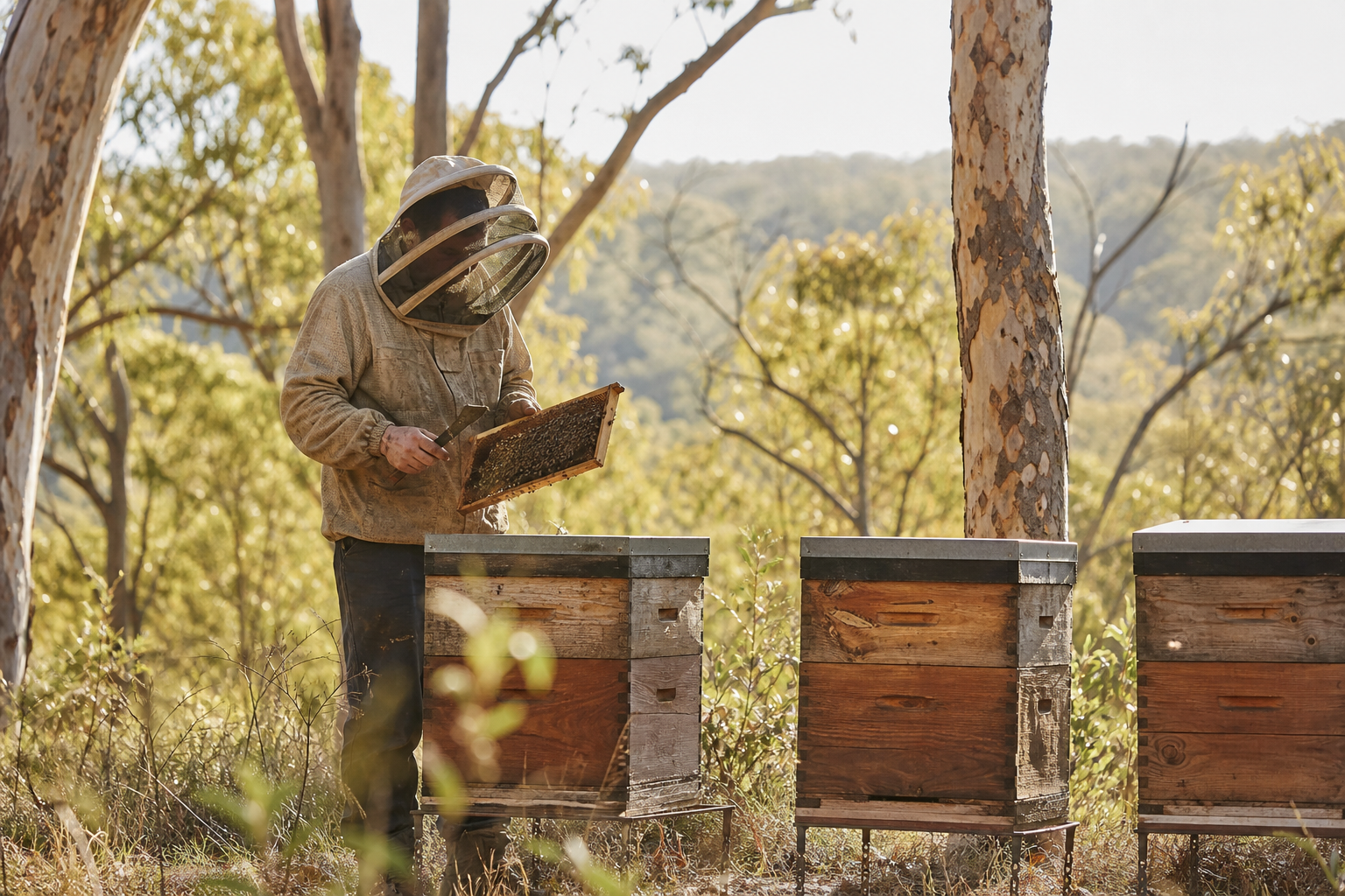 Queensland beekeeper tending hive boxes in native ironbark bushland