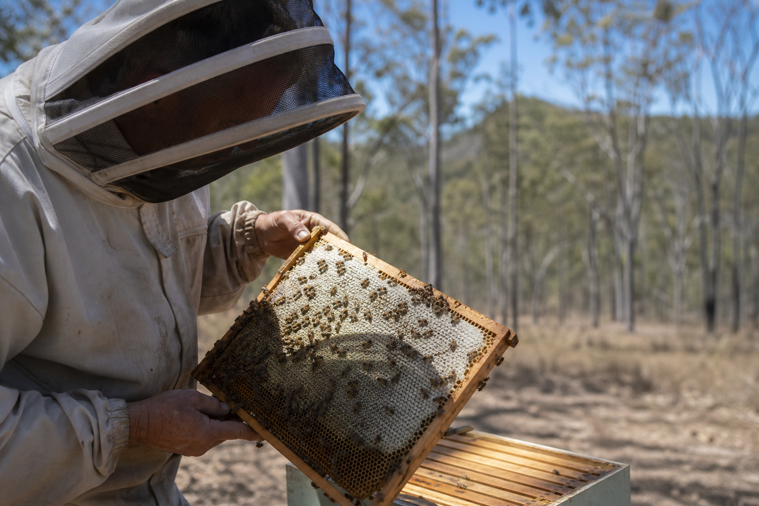 Queensland beekeeper inspecting a raw honeycomb frame at a Gold Coast apiary