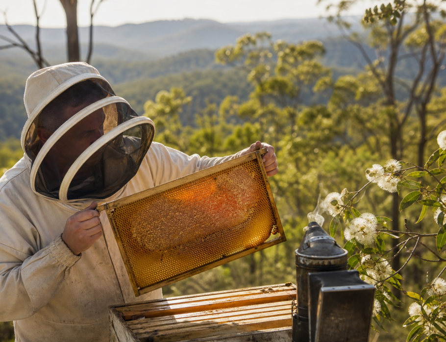 Beekeeper holding a honeycomb frame beside hives in the Gold Coast Hinterland