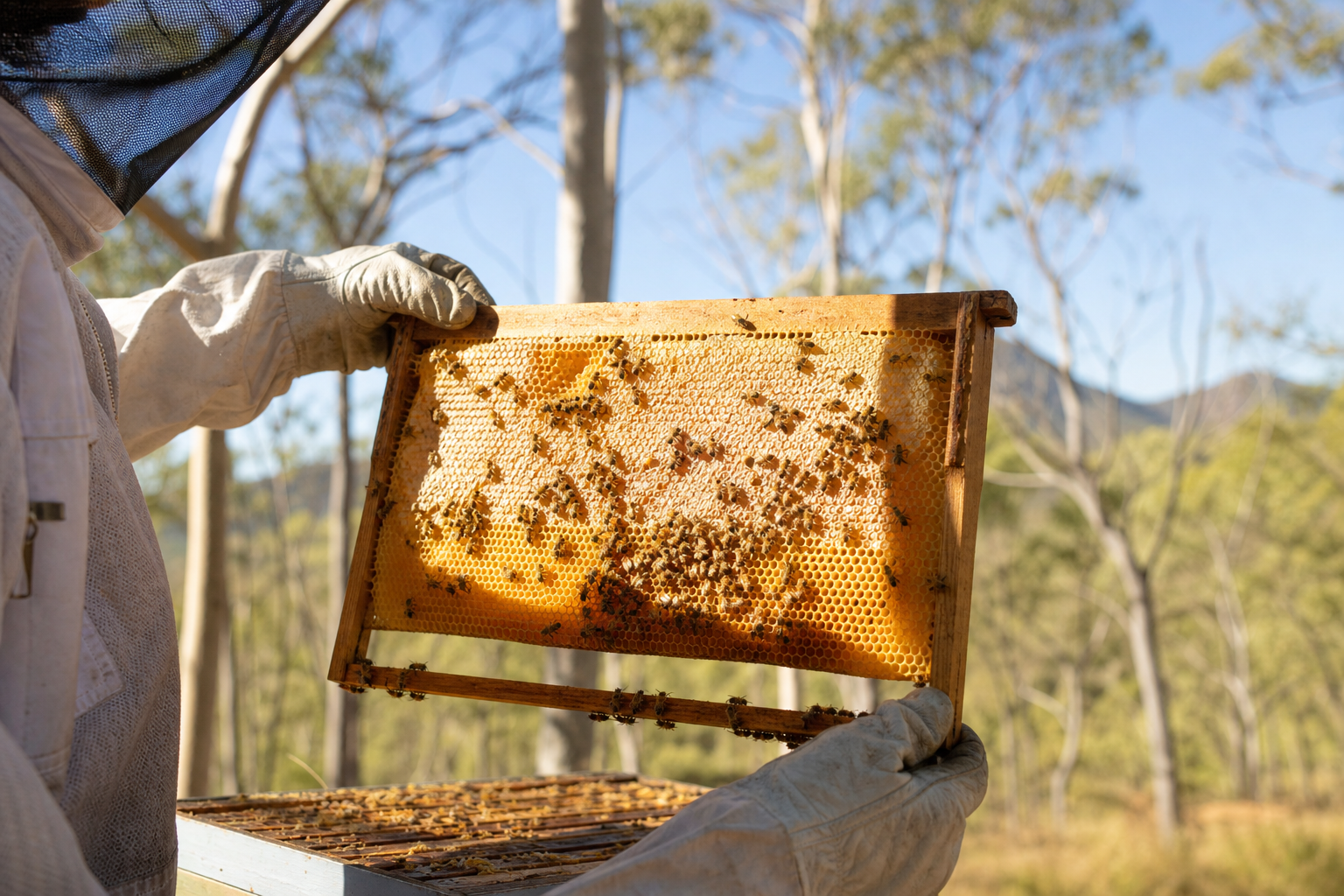 Beekeeper holding a honeycomb frame in a Queensland eucalyptus landscape