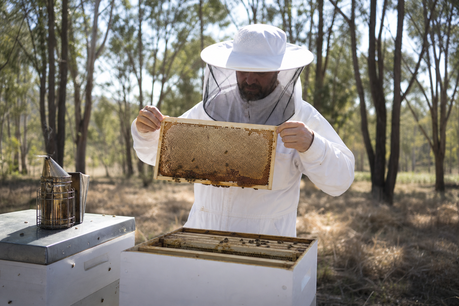 Queensland beekeeper inspecting a fully capped honey frame in a eucalyptus forest apiary