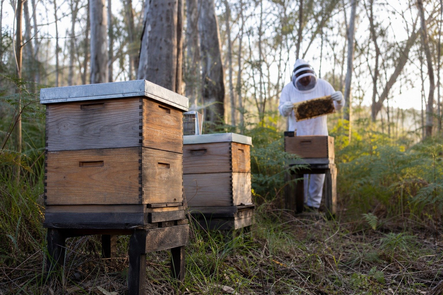 Beekeeper inspecting hives in a Queensland eucalypt forest for QLD Honey and Hives