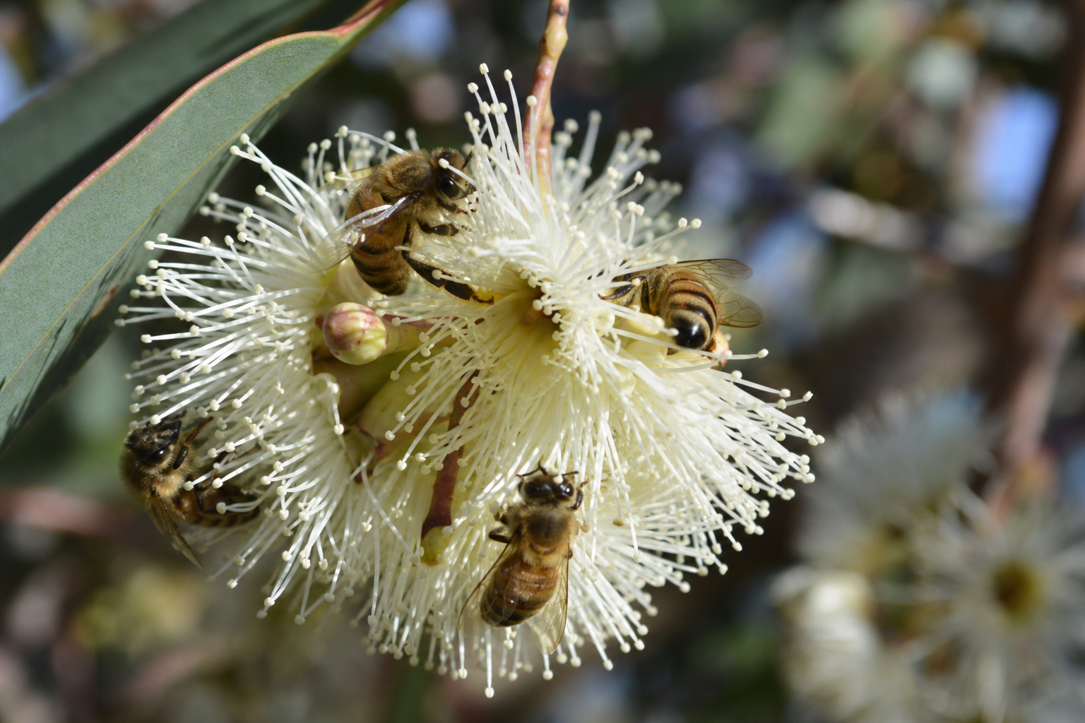 Honey bees foraging on white ironbark eucalyptus blossom in an Australian forest