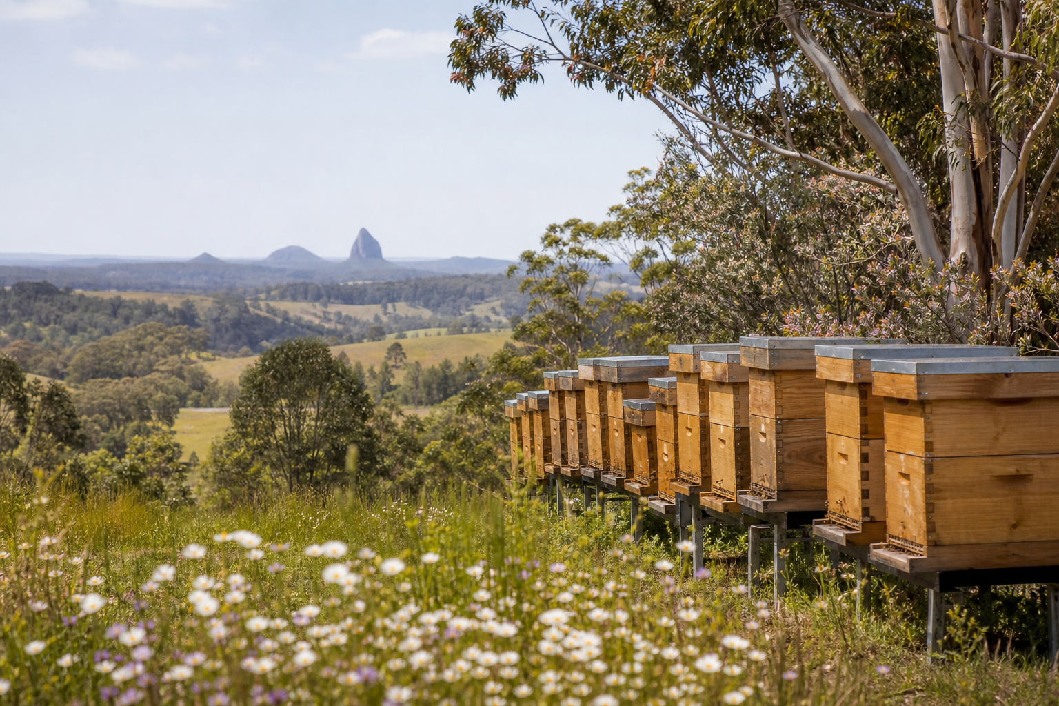 Beehives beside flowering eucalypts in the Sunshine Coast Hinterland