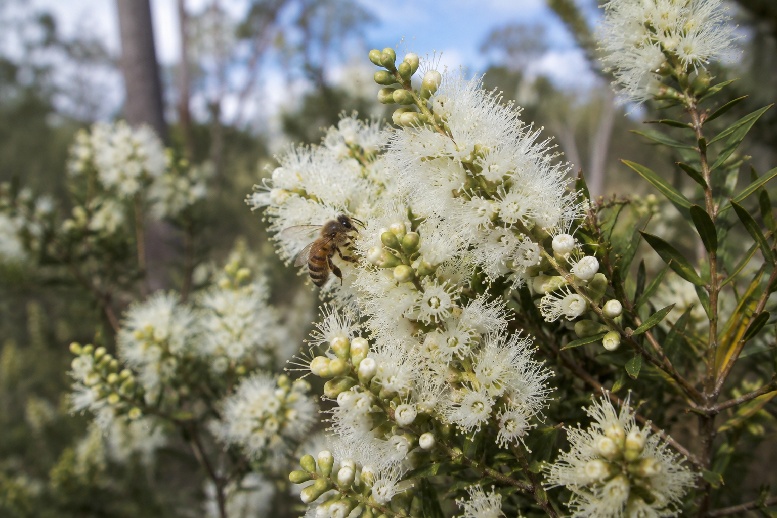 Honeybee foraging on melaleuca tea tree blossom, a source of local Gold Coast raw honey