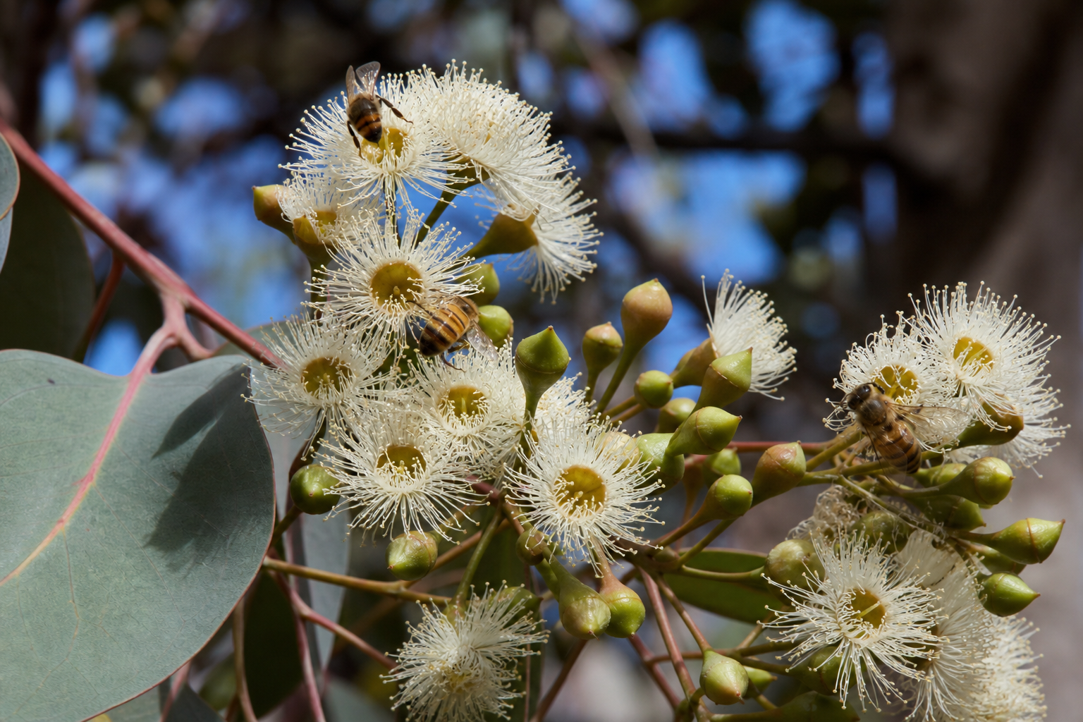 Bees foraging on native Queensland Ironbark and Brushbox blossom