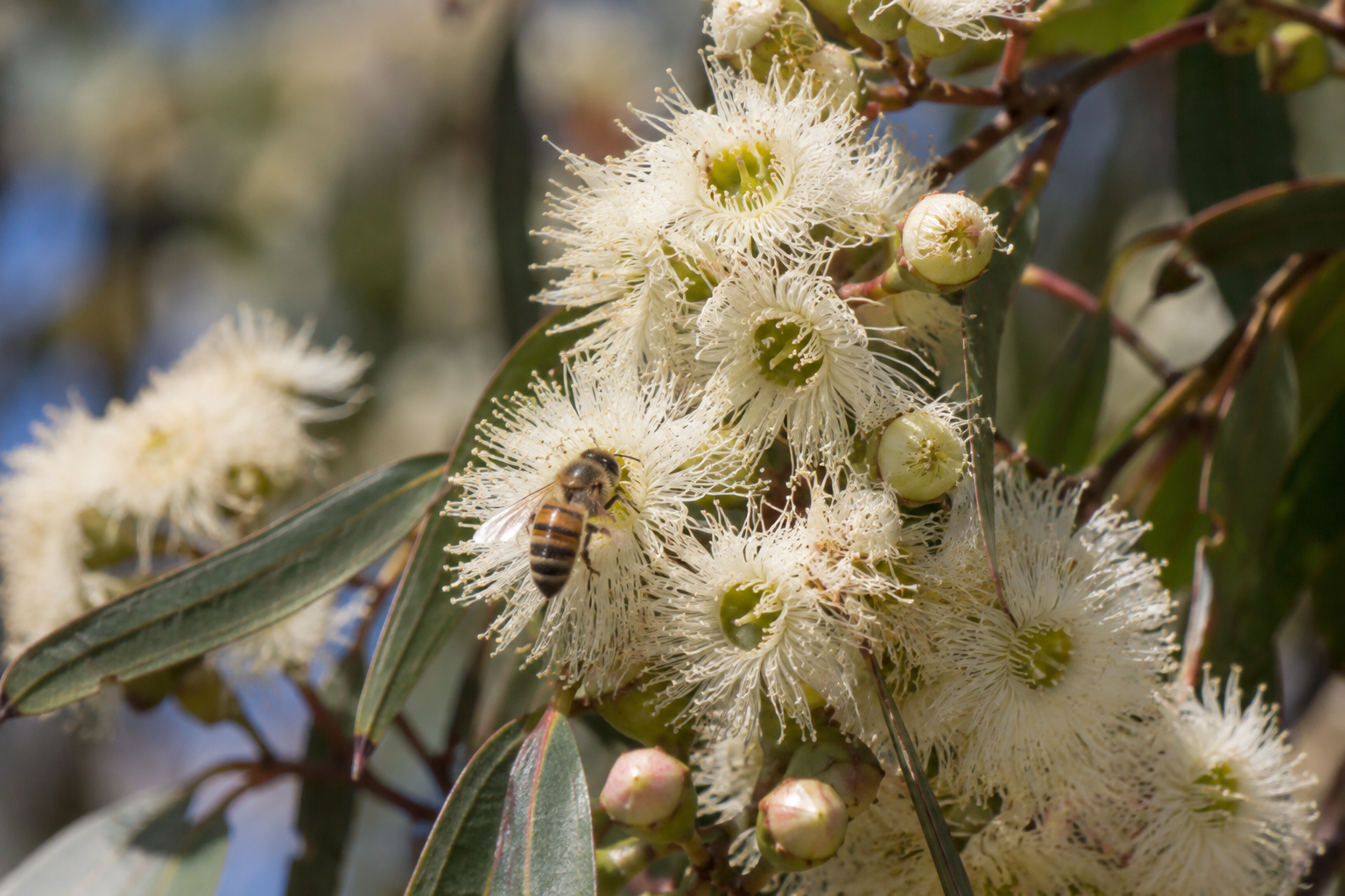 Bee foraging on native Australian gum tree blossom, diverse forage for immune-boosting honey