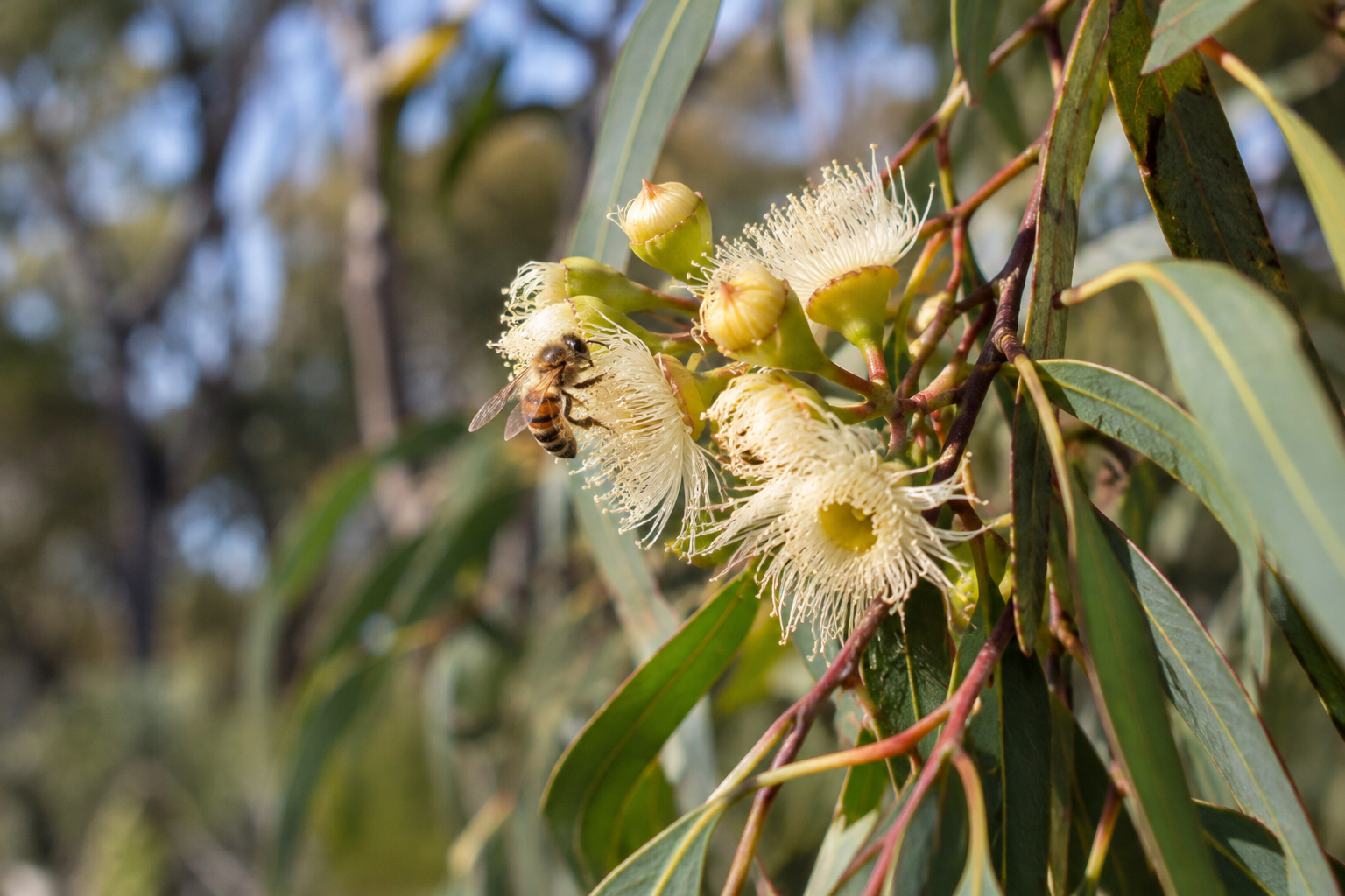 Honey bee collecting nectar from flowering Queensland eucalypt blossom