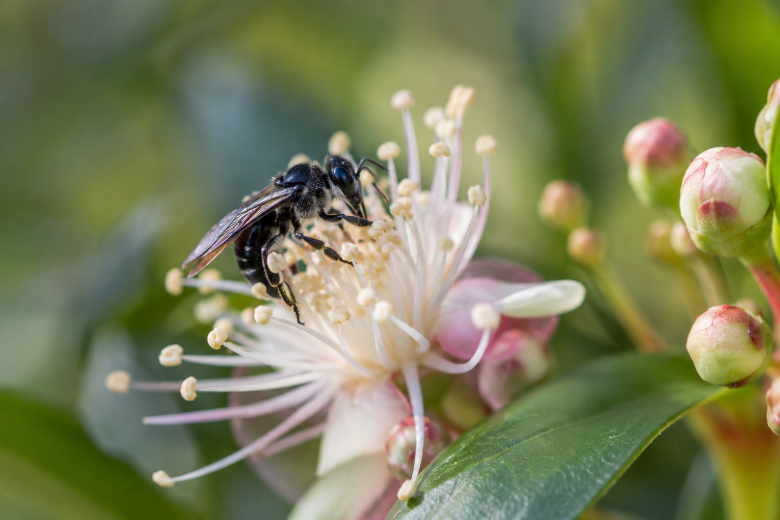 Native Australian stingless bee on a flower in a Sunshine Coast hinterland garden