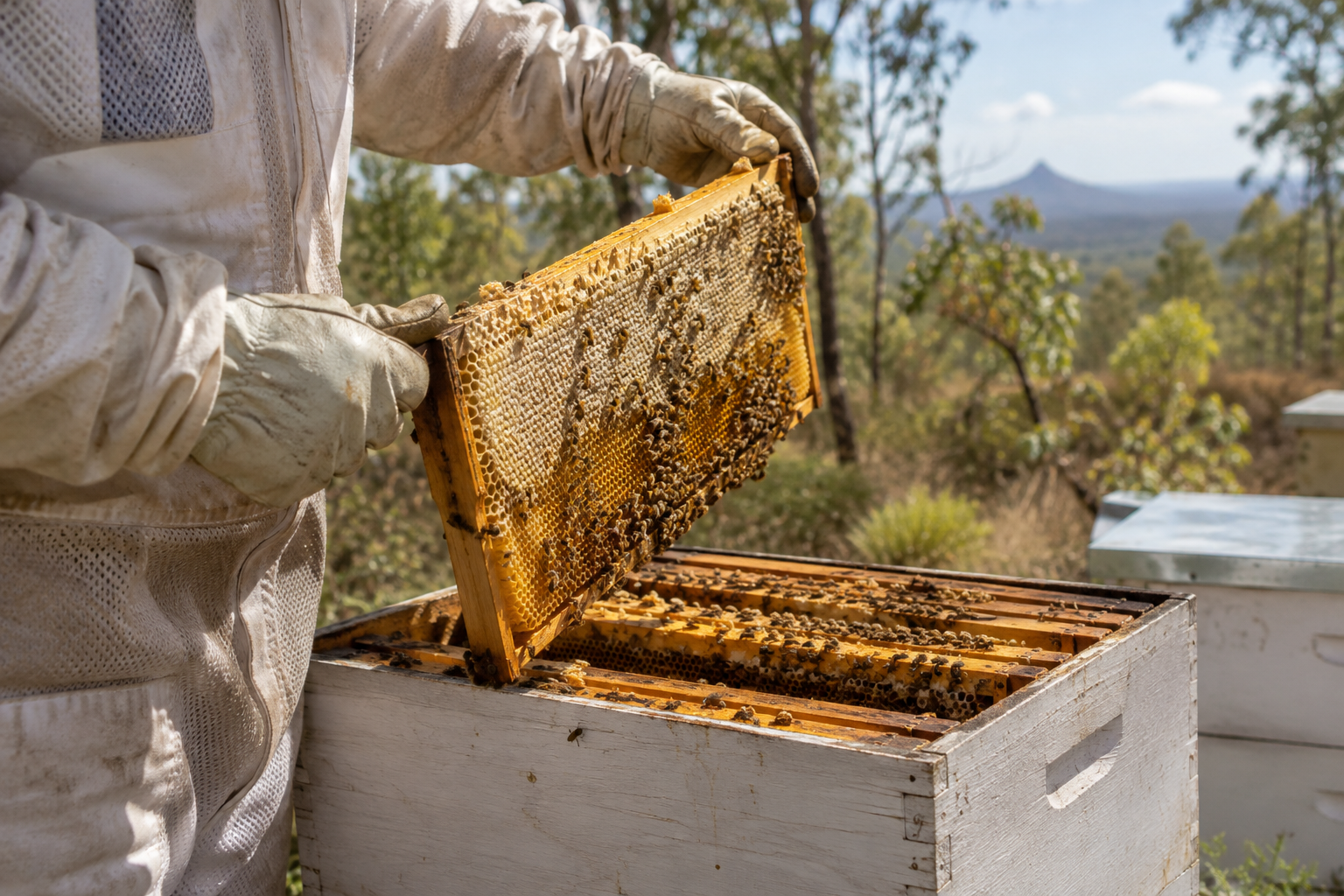 Beekeeper lifting a honey frame from a Queensland hive