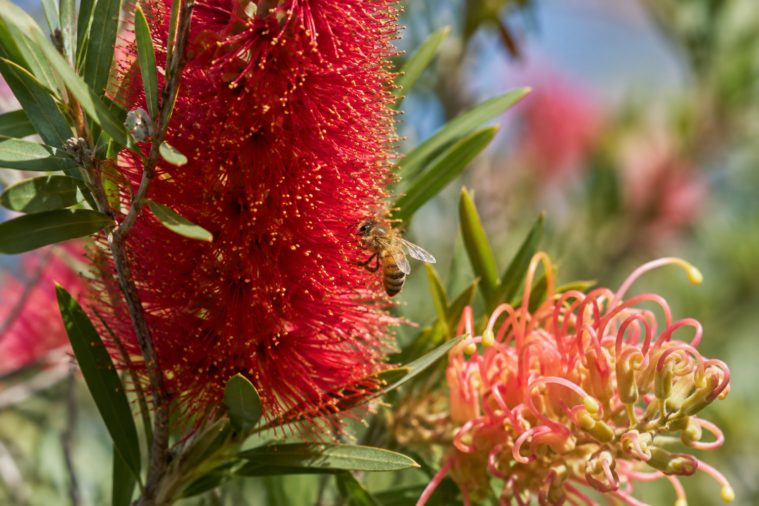 Honey bee feeding on native bottlebrush flowers in a suburban Brisbane garden