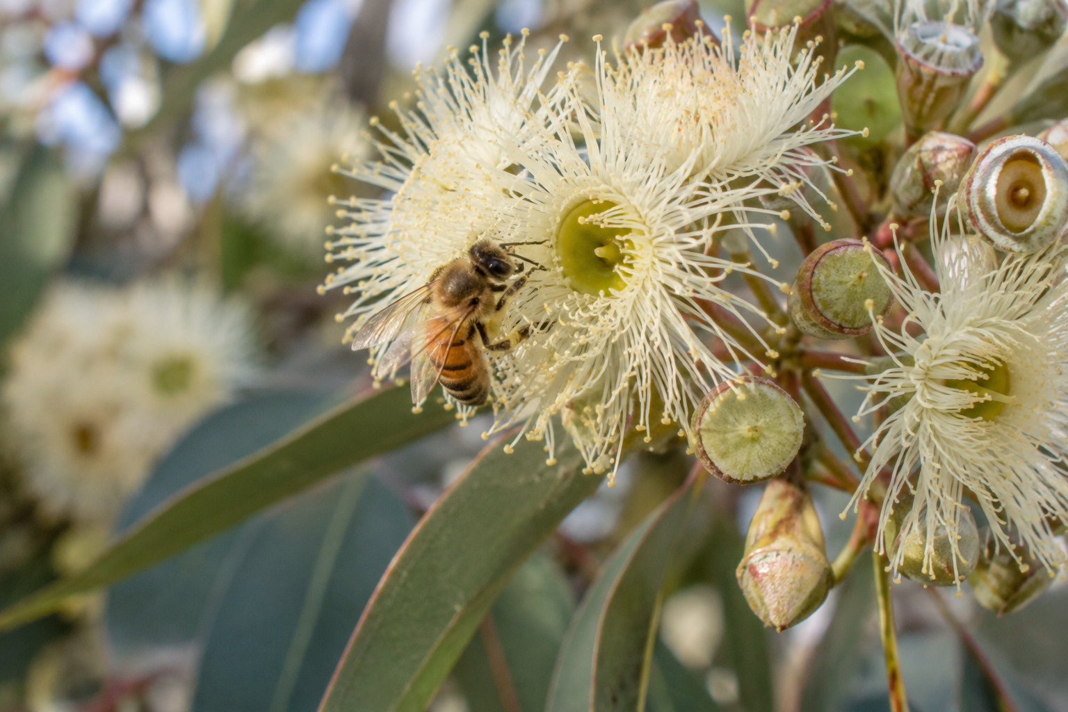 Spring eucalyptus blossom with a honey bee collecting nectar
